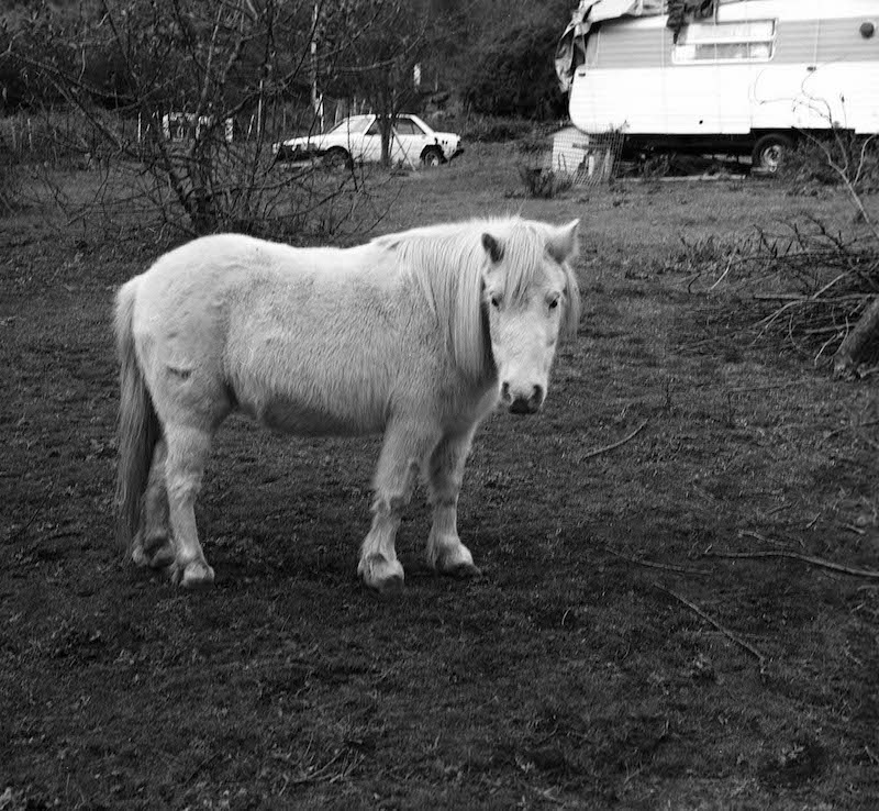 Mini horse copy 2.jpeg