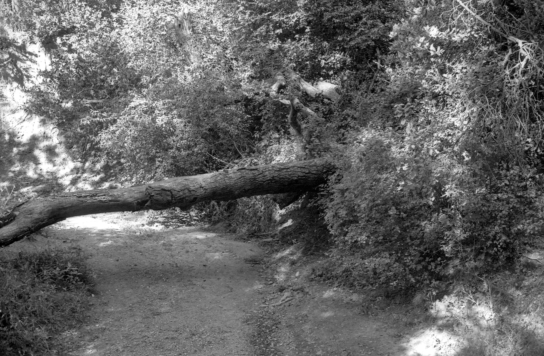 Minolta 7S XP-2 HC110 down tree.jpg