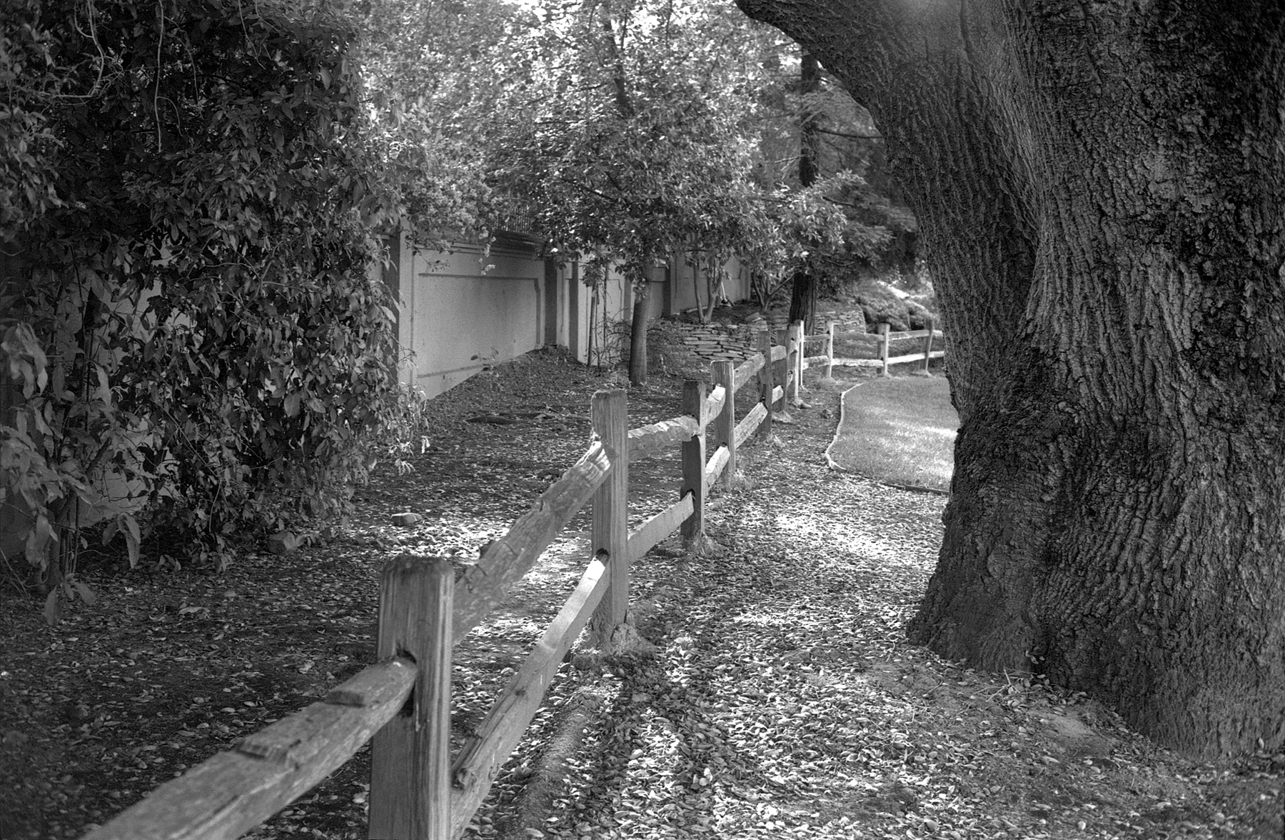 Minolta 7S XP-2 HC110 fence tree.jpg