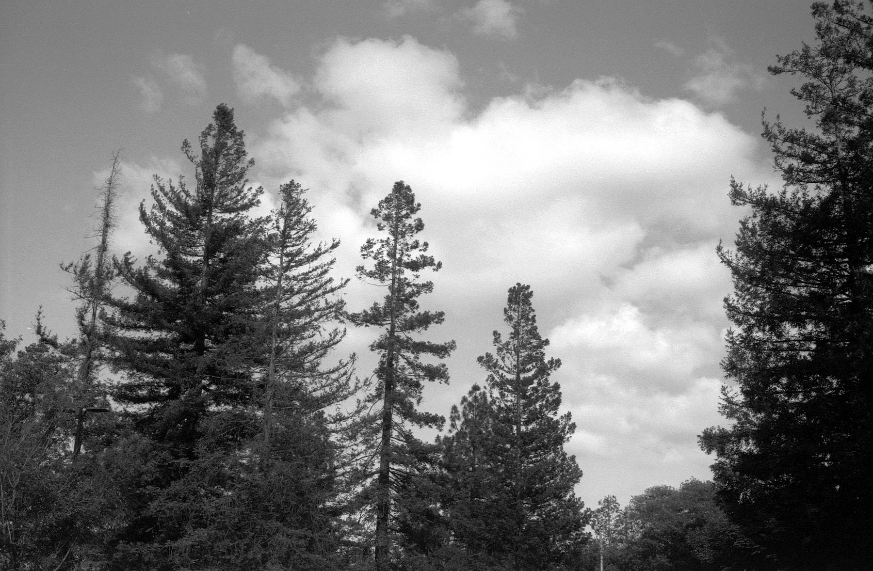 Minolta 7S XP-2 HC110 trees and clouds.jpg