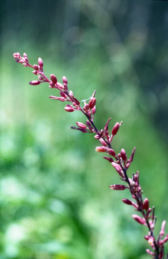 minoltasrt148 (553 x 850).jpg