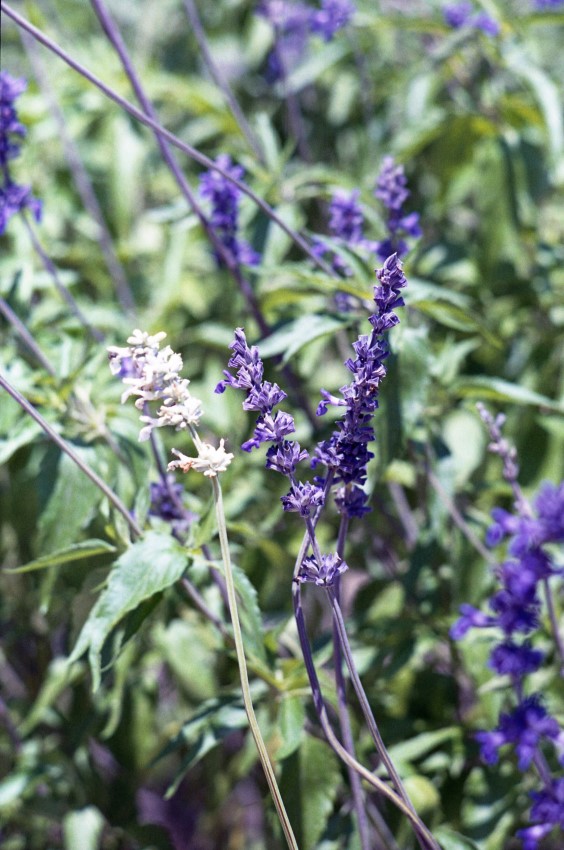 minoltasrt149 (564 x 850).jpg