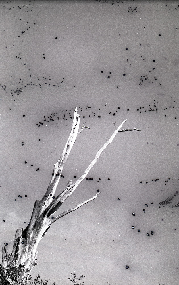 moldy example.jpg