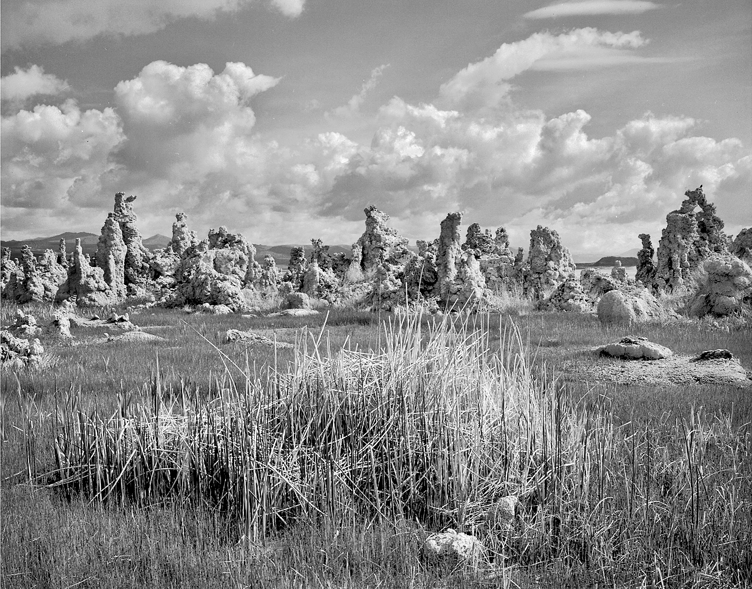 Mono Lake Weeds.jpg