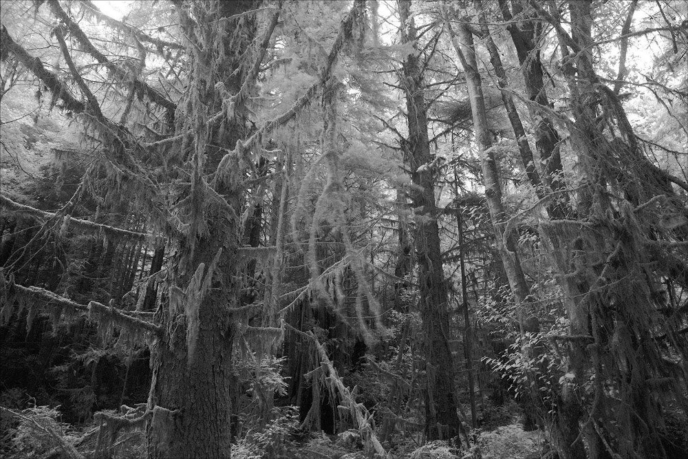 moretrees.jpg