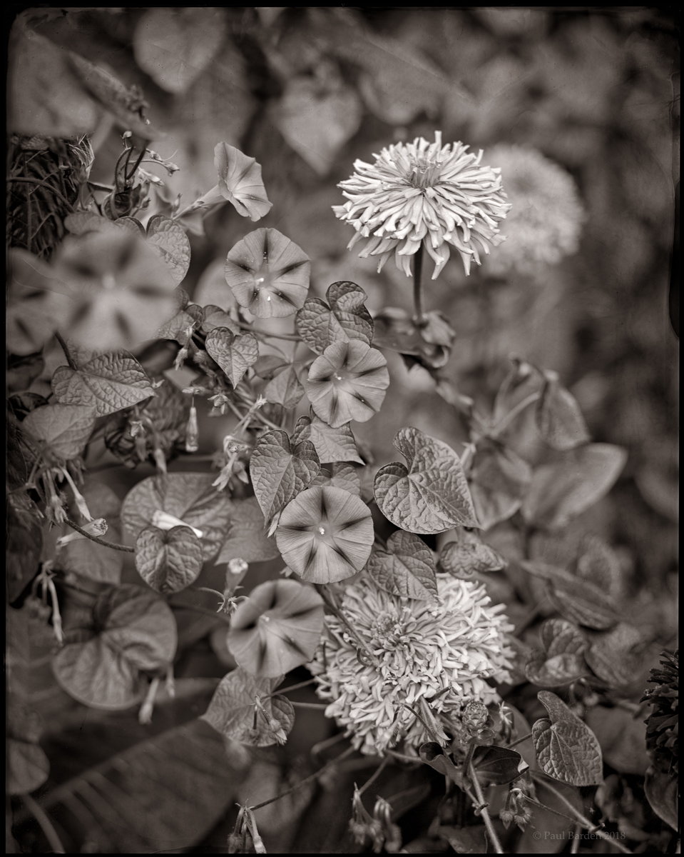 morningglories.8x10.glass.sm.jpg