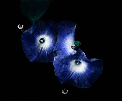 morningglories94.jpg