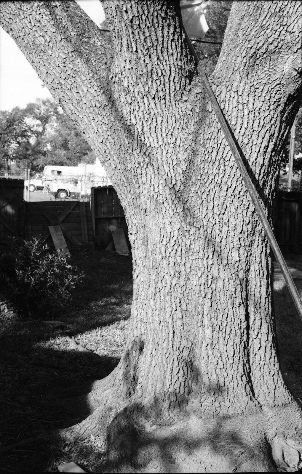 moskva_5_oak_tree_1a.jpg