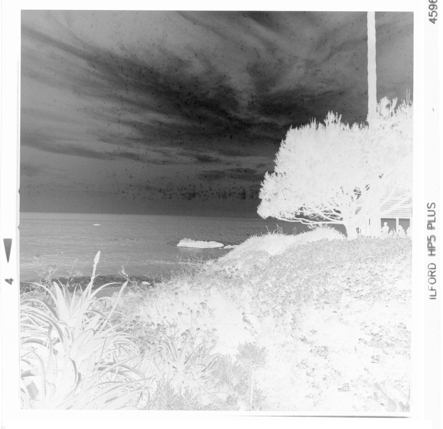 Mottled neg larger.jpg
