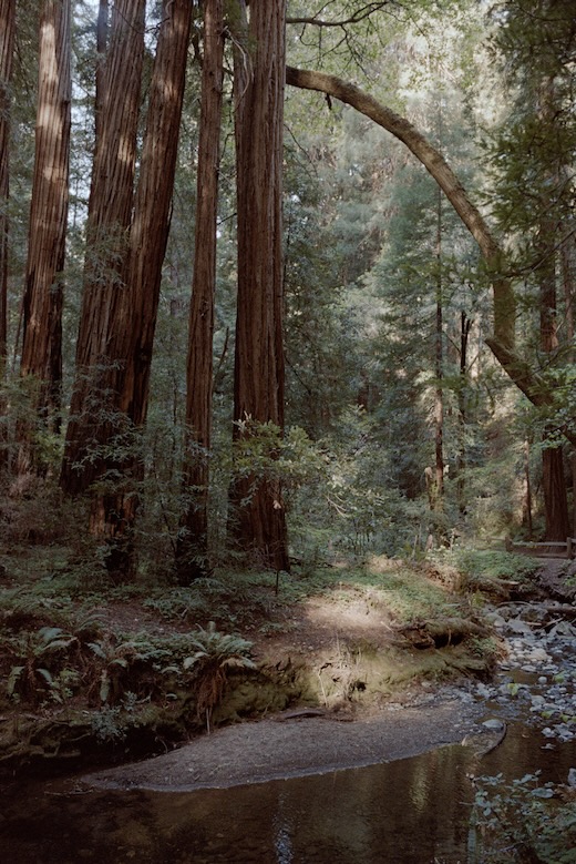 muir-woods4.jpeg