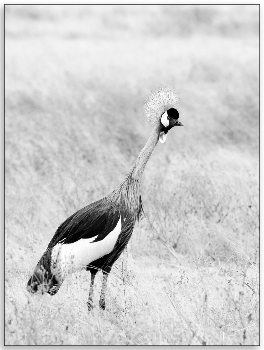 Neils-Photography-18092018-Safari-Second-Picks-0065.jpg