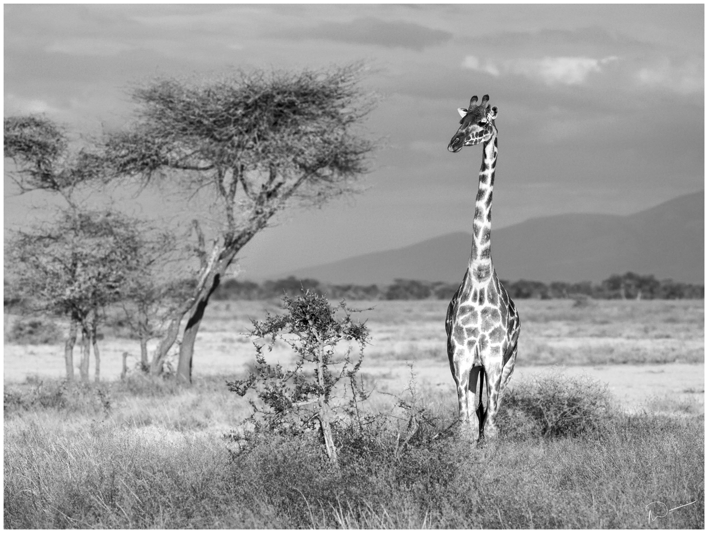 Neils-Photography-18092018-Safari-Second-Picks-0075.jpg