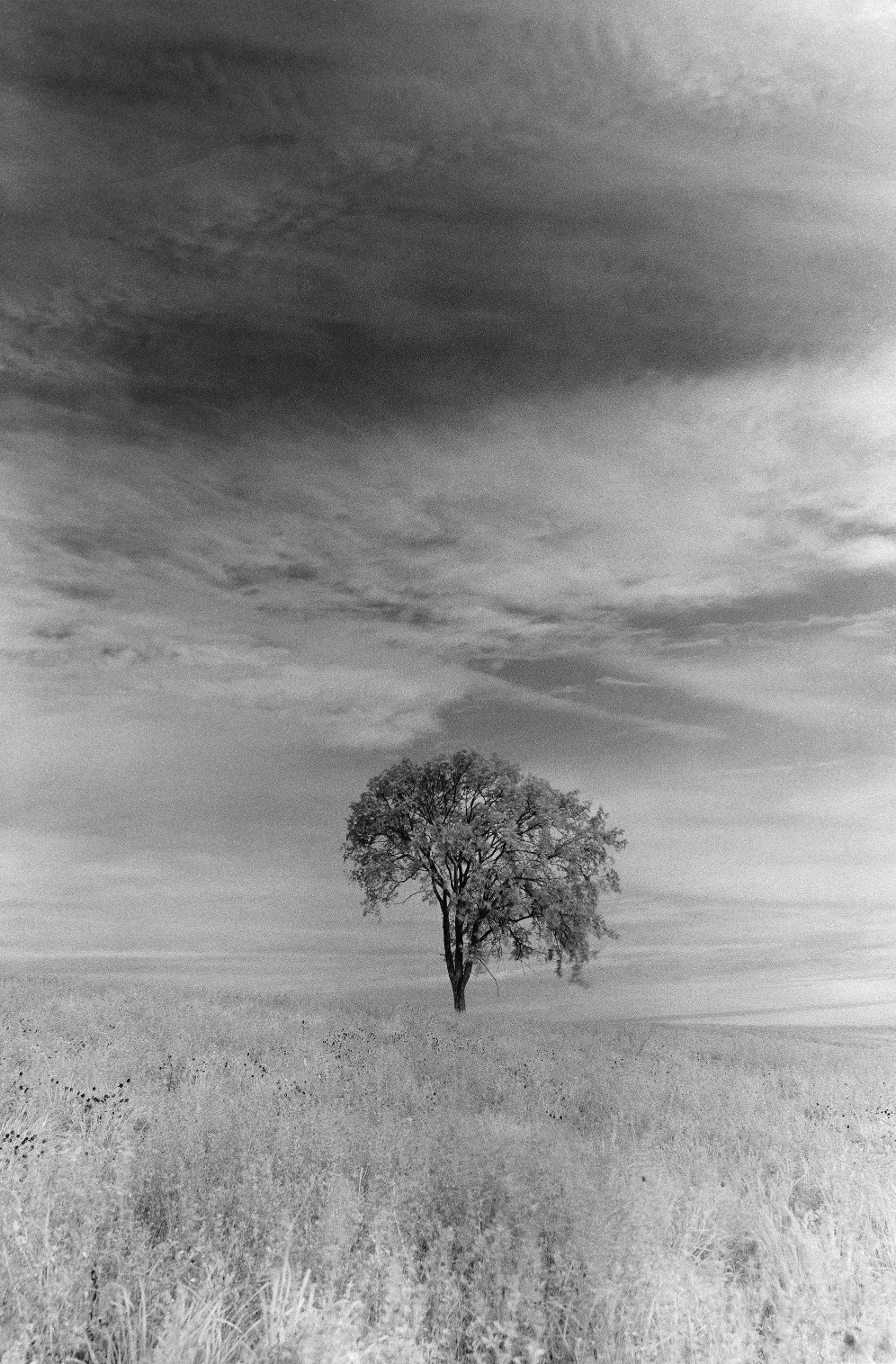 Normand Blais_Tree in the field.jpg