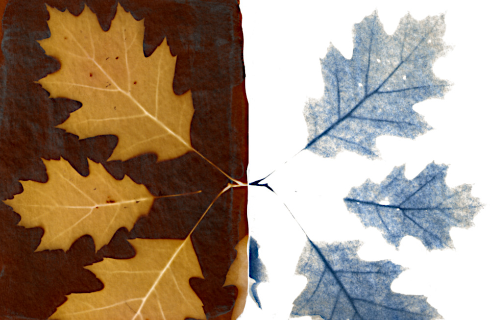 oak.jpg