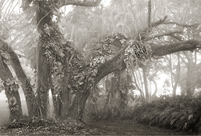 oaks-in-fog.jpg