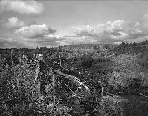 Olympic Peninsula 11e.jpg