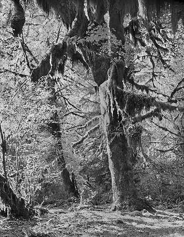 Olympic Peninsula 2a.jpg