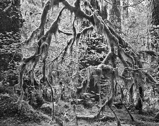 Olympic Peninsula 6a.jpg