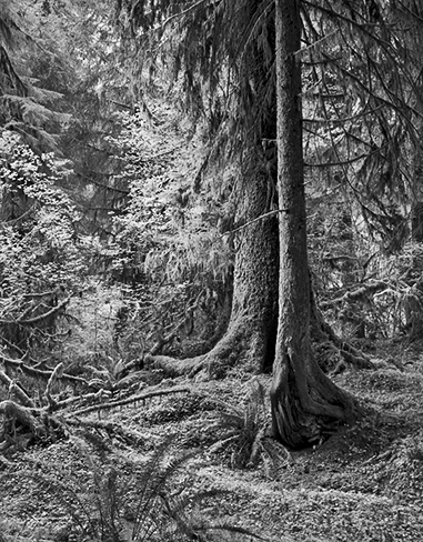 Olympic Peninsula 7b.jpg
