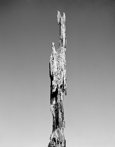 Olympic Peninsula new 1.jpg