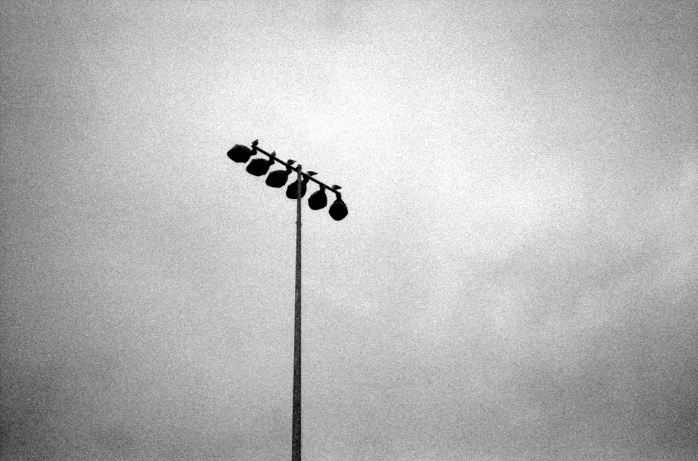 Olympus RC 35 283 expired Delta 3200 at 1600 birds on a pole.jpg