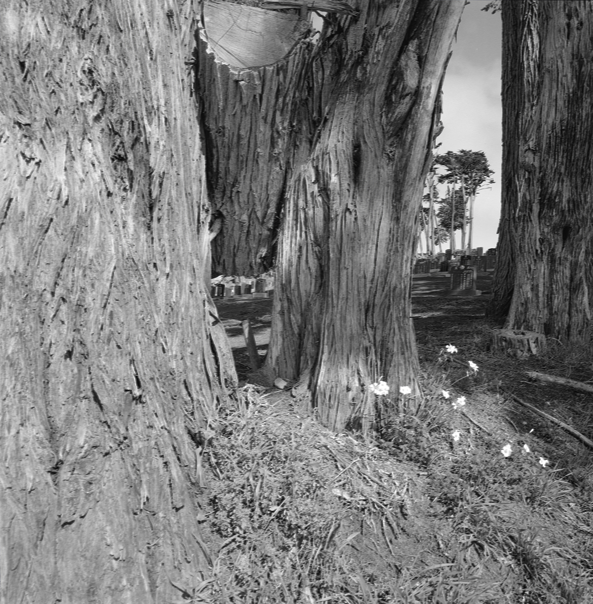 P1023206-Edit copy.jpg