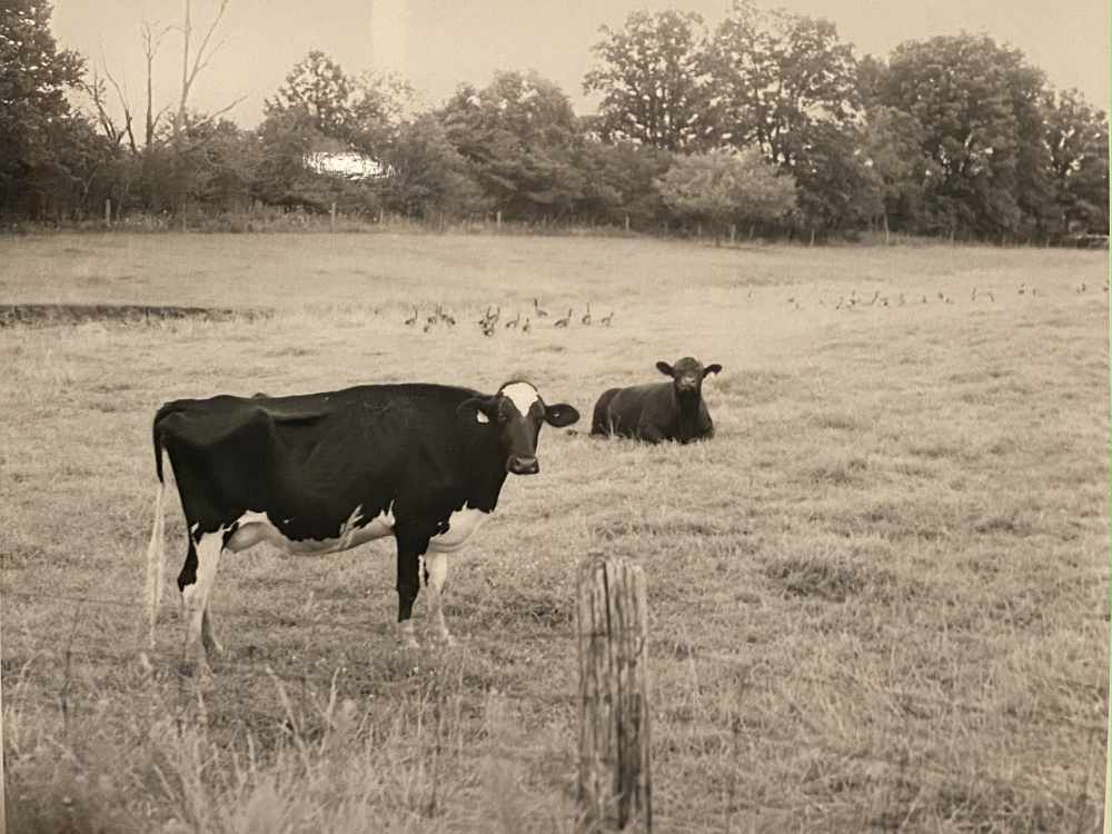 pair o cows.jpg