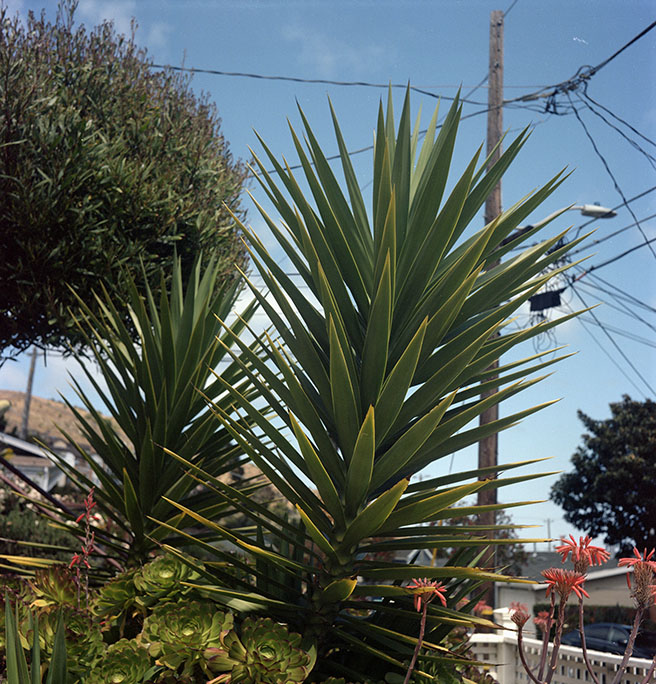 Palm 2.jpg