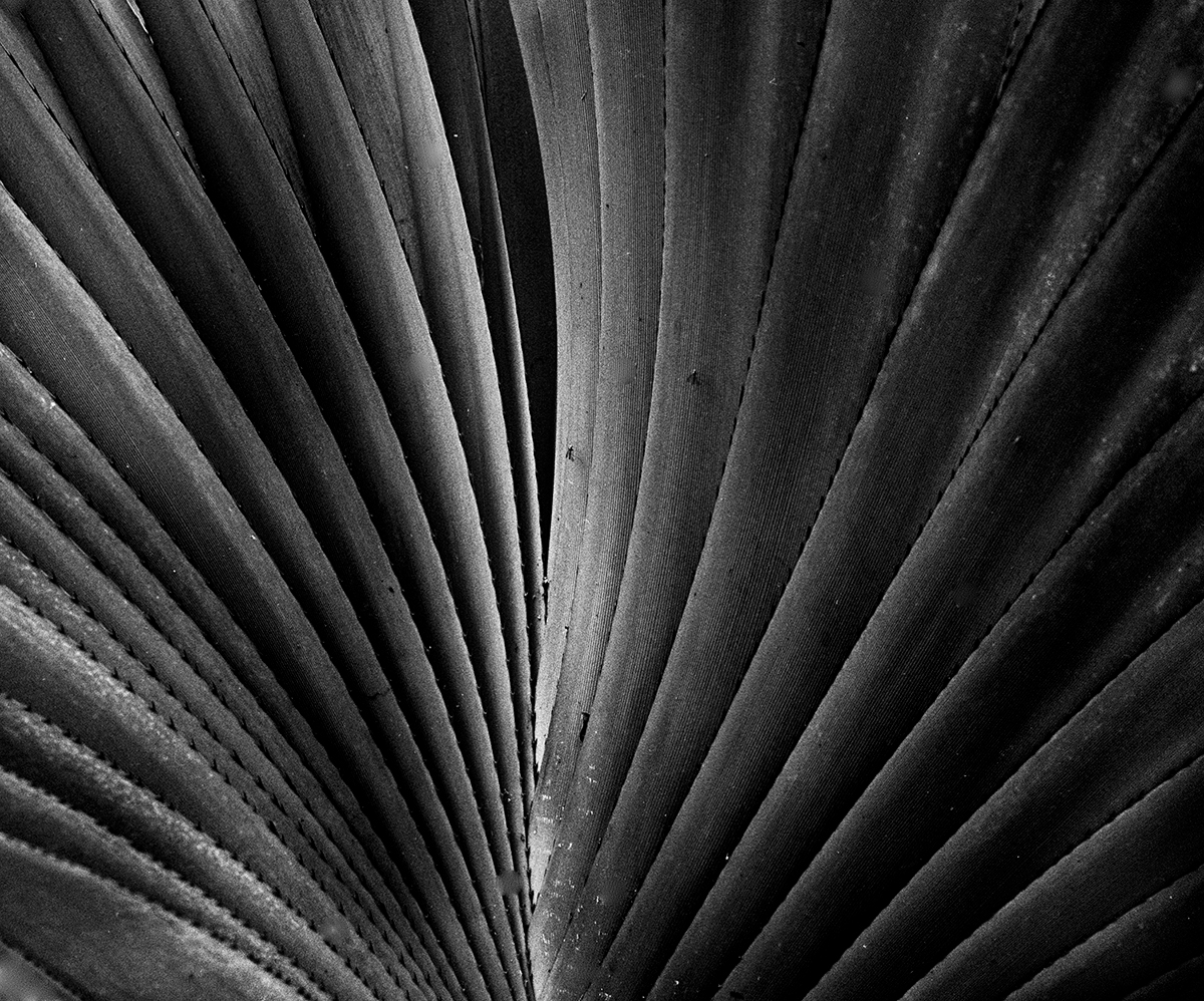 palm-frond.jpg