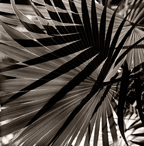 palm-fronds.jpg