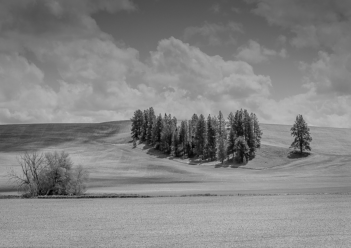 Palouse 2.jpg