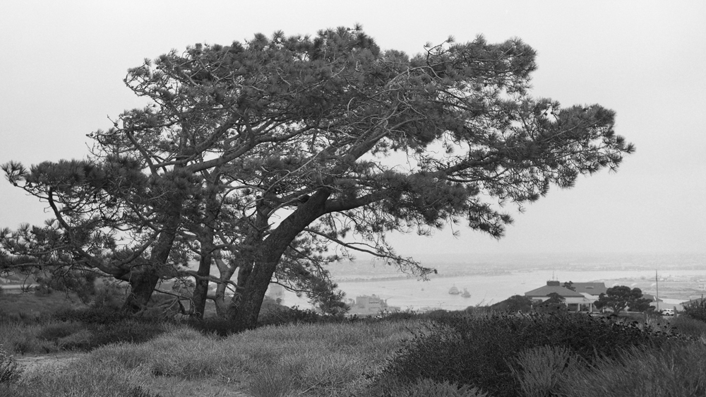 Panf026modcrop2.jpg