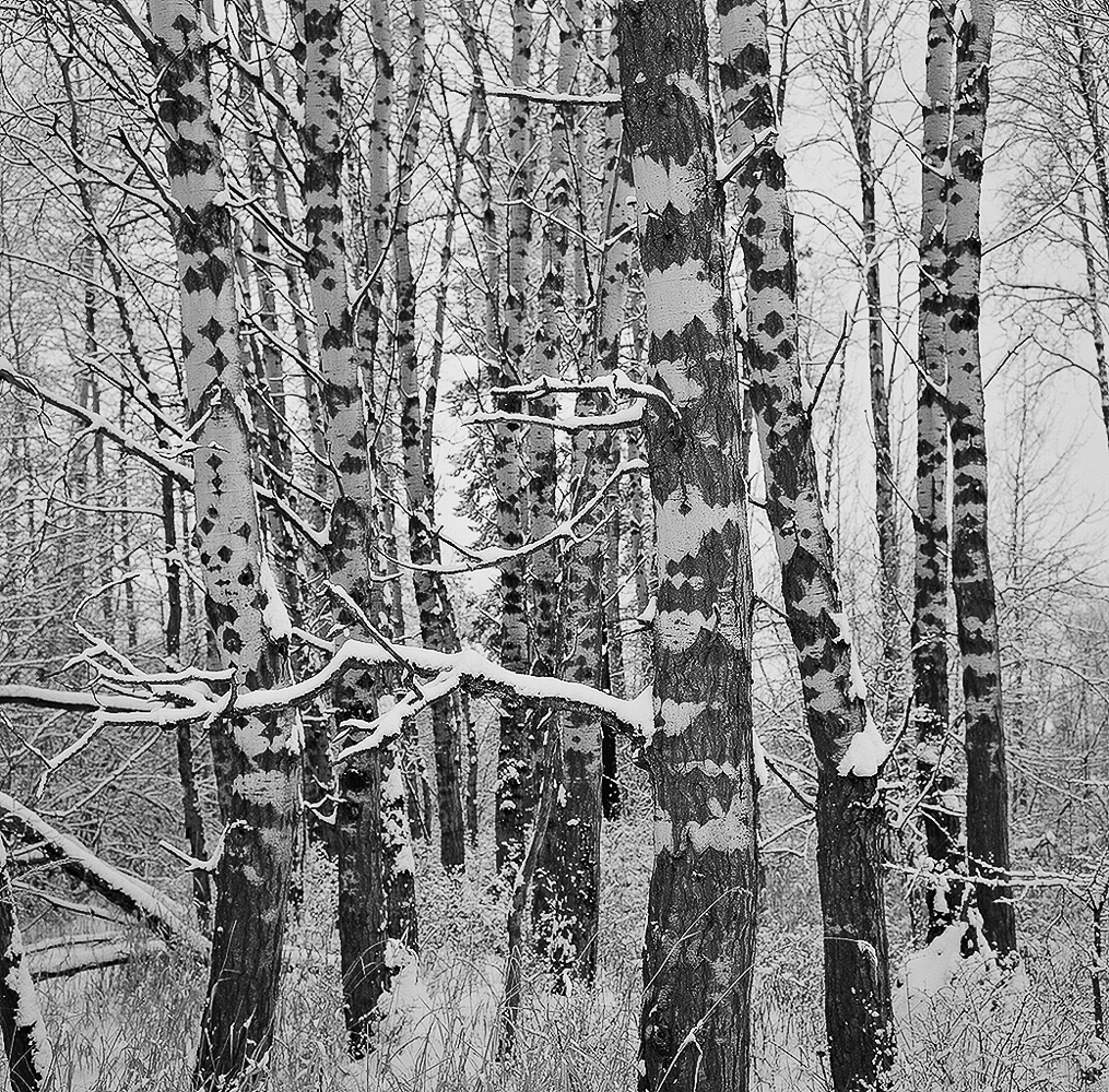 Paper Birch.jpg