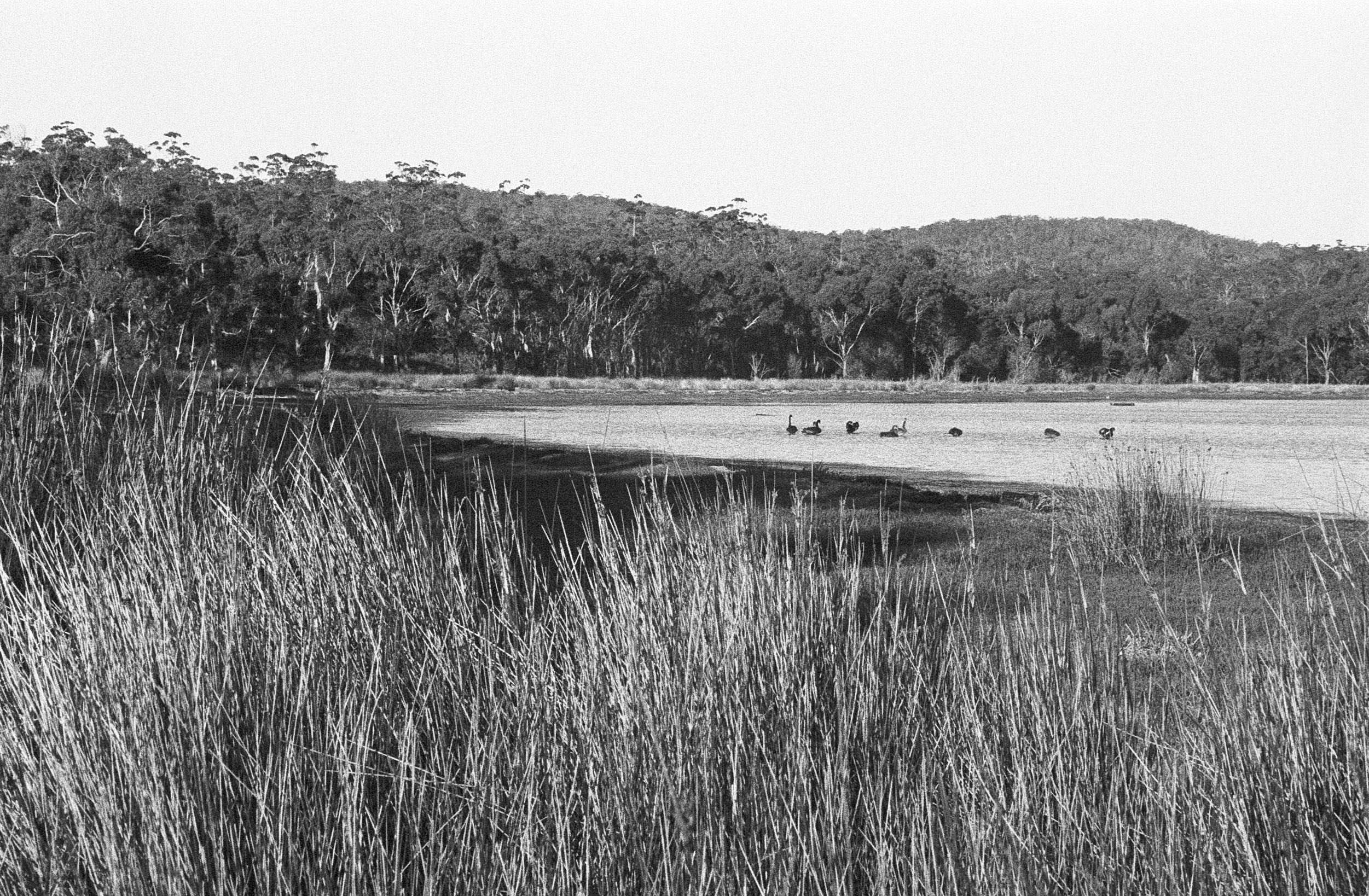 Pelican bay reeds & swans AP copy.jpg