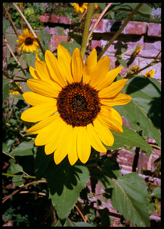 Pentax 17 - 014.jpg