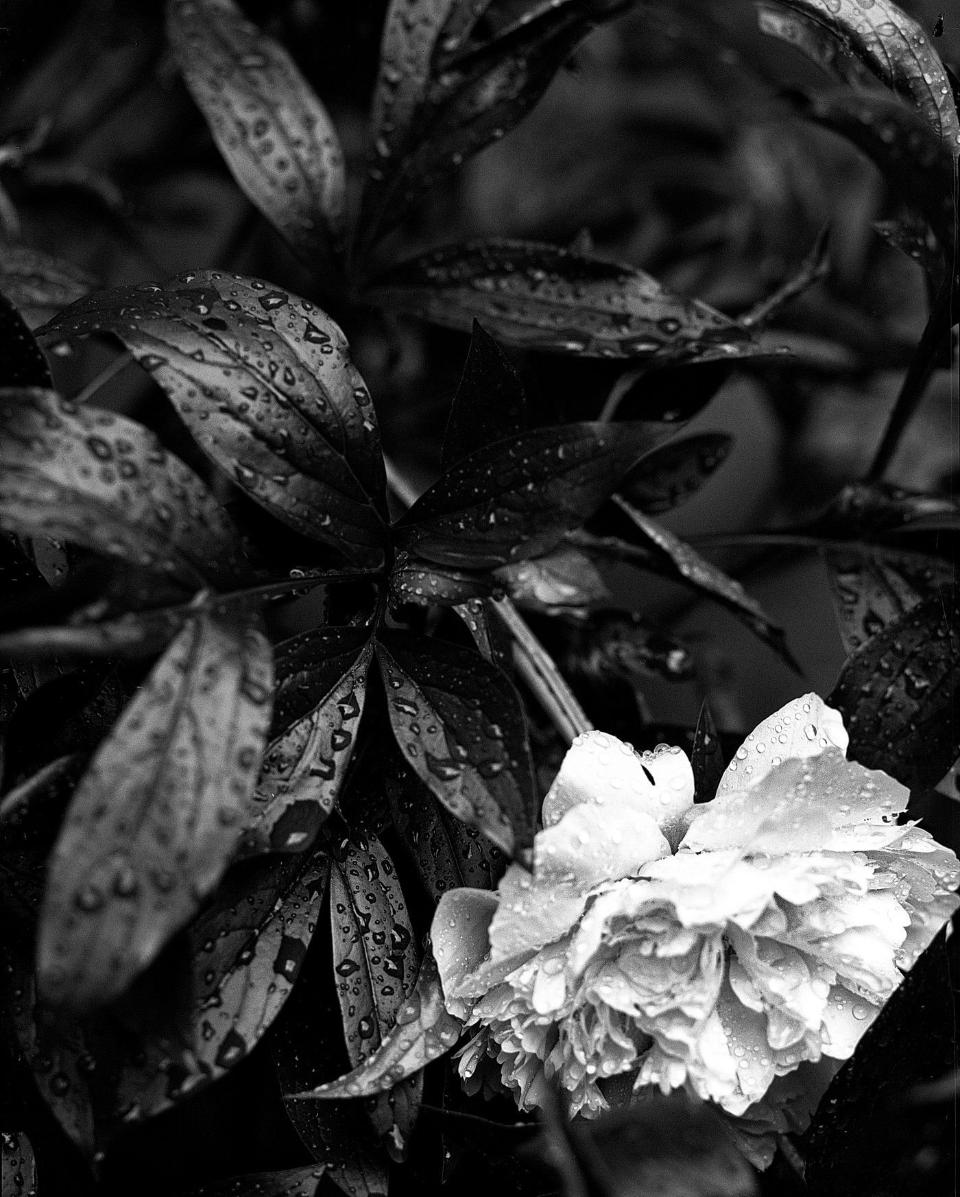 peony.jpg
