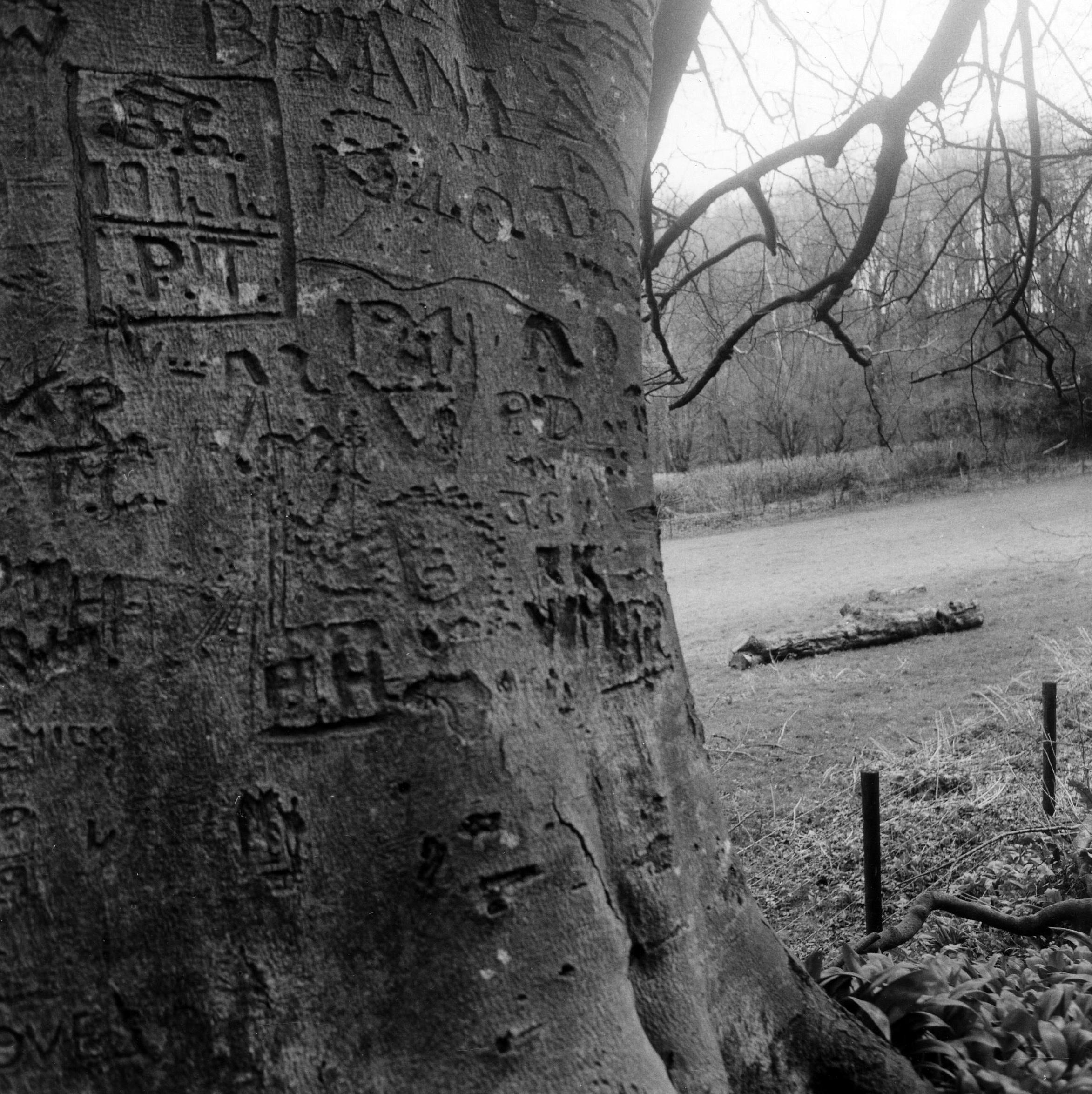 Photography & Digital Media. Mangerton Tree (the fallen).Silver Gelatin print. 24x30 cms.jpg