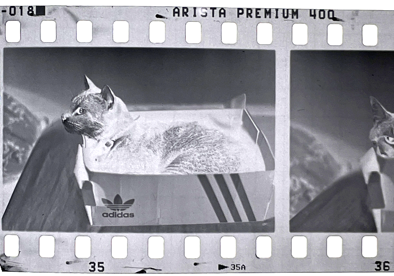 Photrio yossi Foma400 R09 stand.png