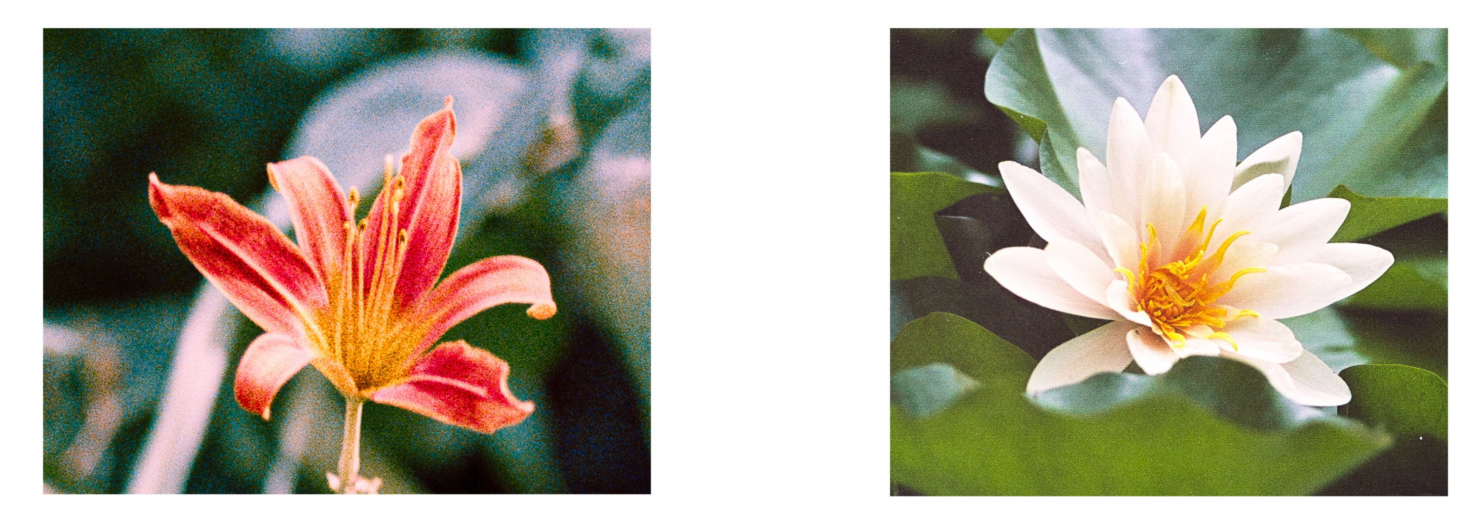 photrio4.jpg