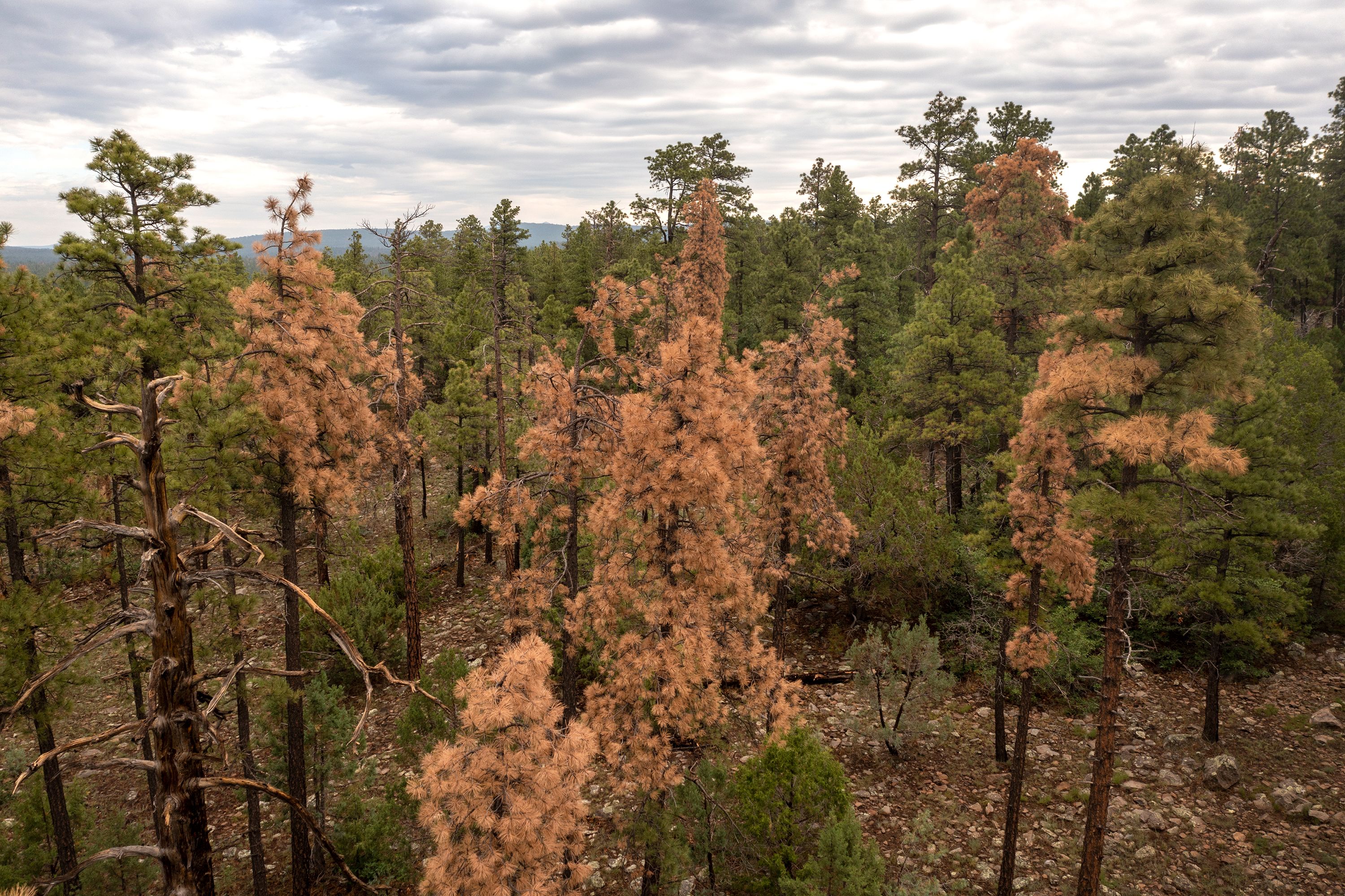 pinetrees.jpg