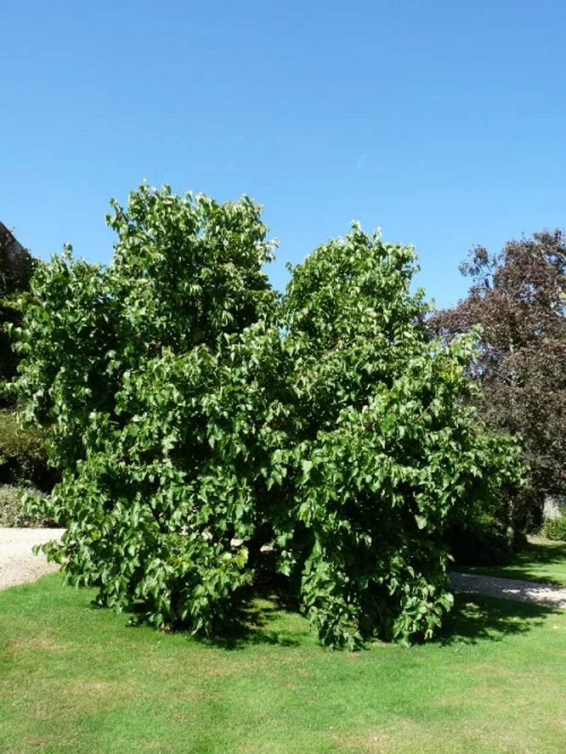 pl55mm1.jpg