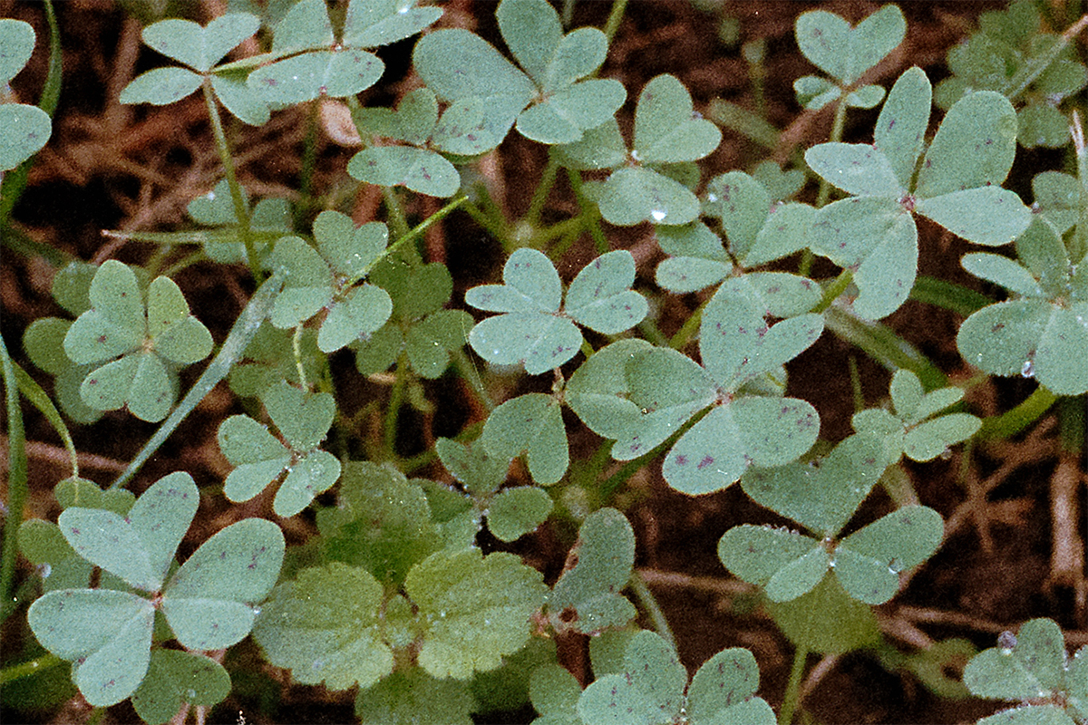 Planar vs Pancolar - 11A-Modifica jpg 100% crop.jpg
