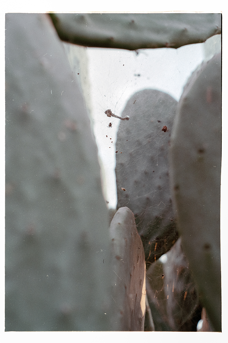 Planar vs Pancolar - 16A-Modifica jpg 72dpi.jpg