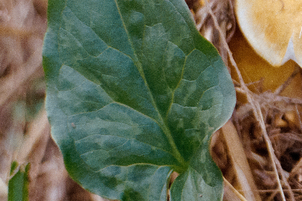 Planar vs Pancolar - 19A-Modifica jpg 100% crop.jpg