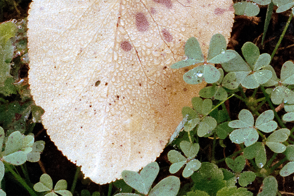 Planar vs Pancolar - 3A-Modifica jpg 100% crop.jpg
