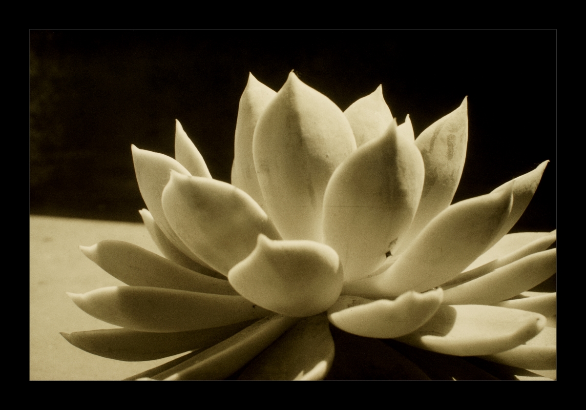 Plant-1.jpg