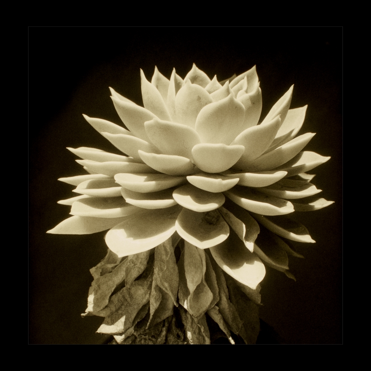 Plant-2.jpg
