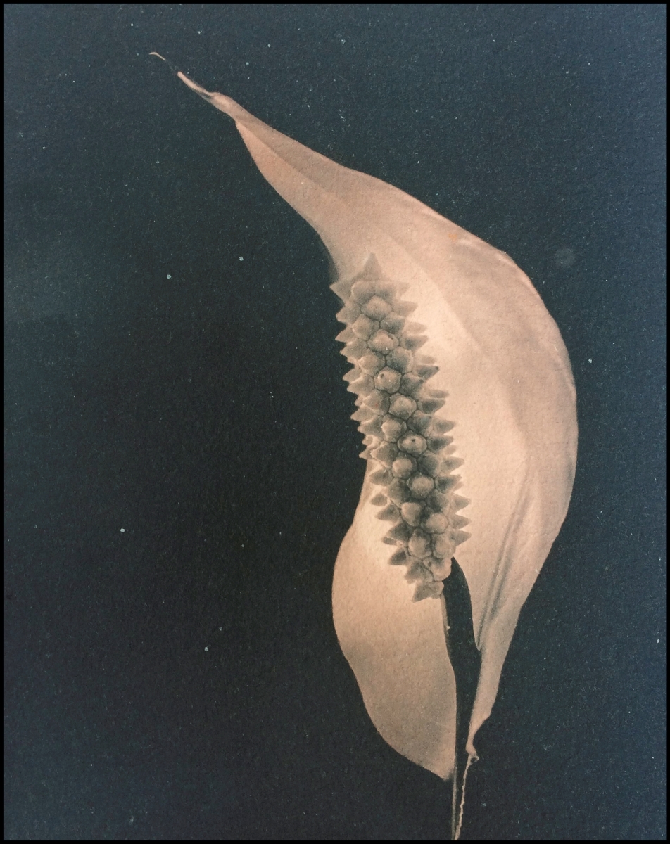 plant-2_x.jpg