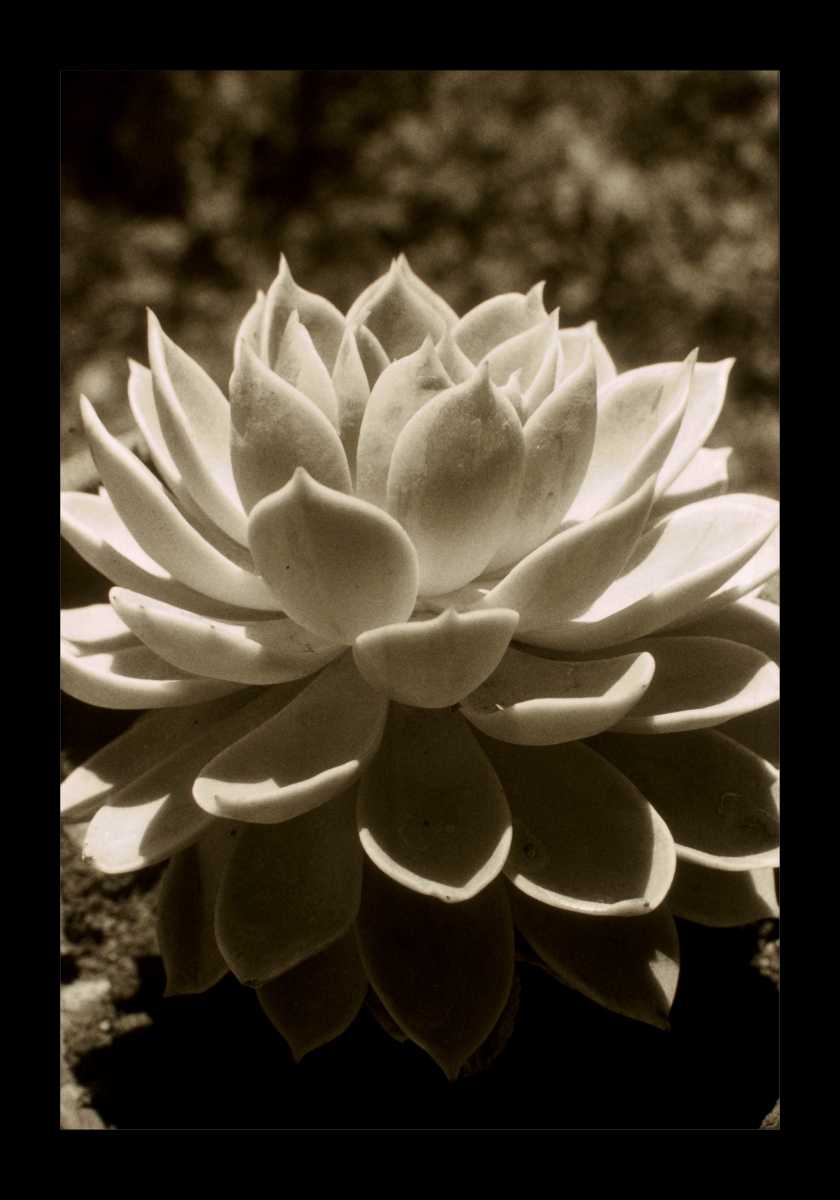 Plant-4.jpg