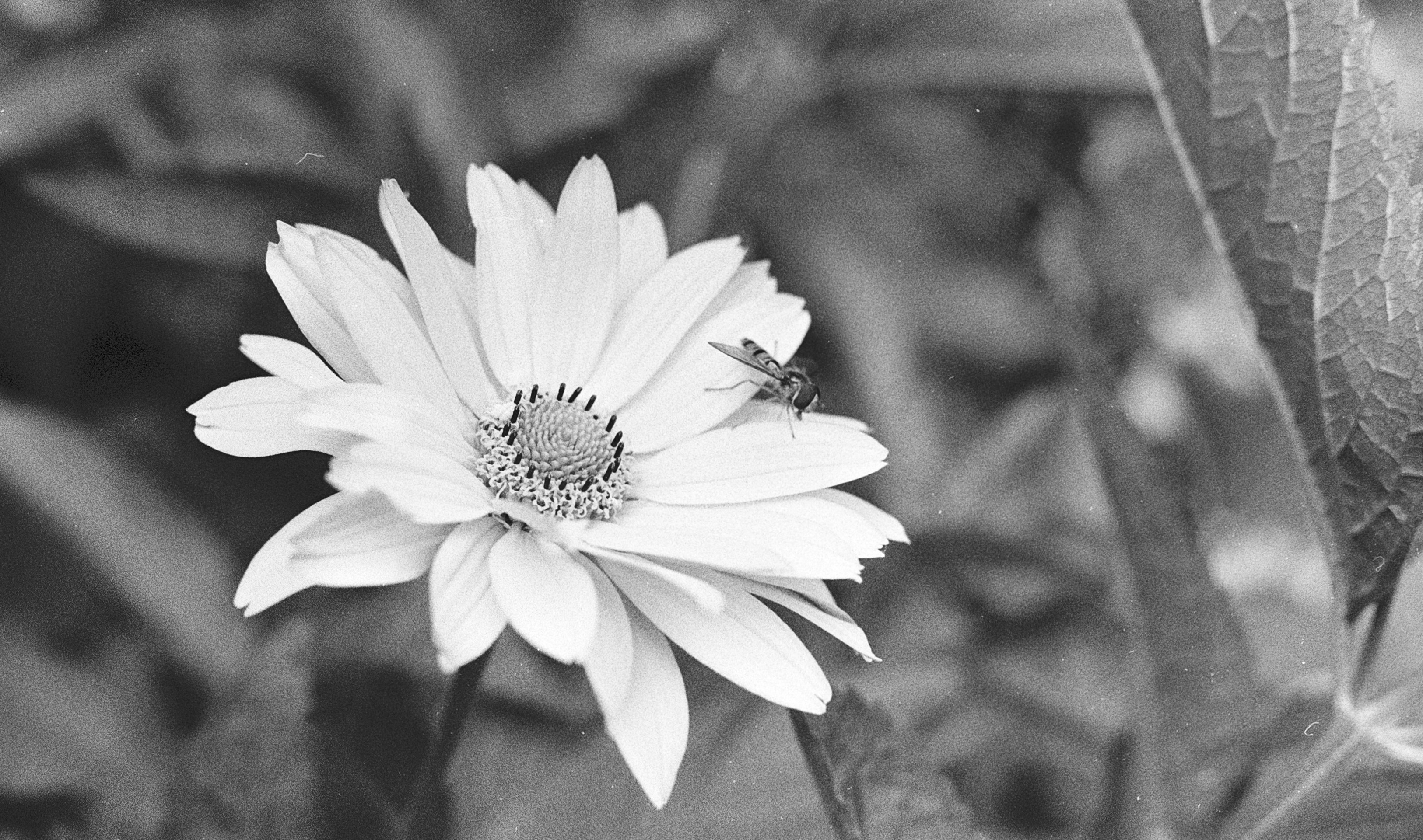 plant.jpg